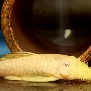 Albino Chocolate Bristlenose Pleco