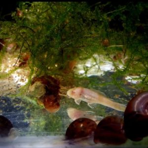 Albino Chocolate Bristlenose Pleco