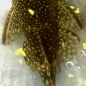 Chocolate Bristlenose (Ancistrus sp.)