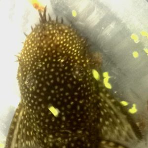 Chocolate Bristlenose (Ancistrus sp.)