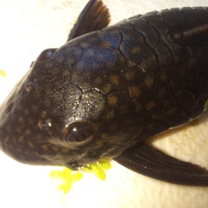 Ancistrus leucostictus