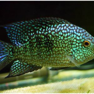 Texas Cichlid (small)