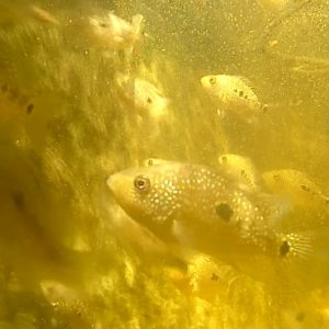 Texas Cichlid (small)