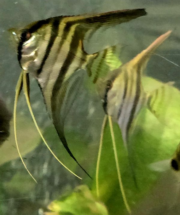 Angelfish(Pterophyllum scalare 'Wildcaught')