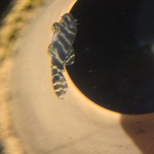 Hypancistrus seideli. (L333) King Tiger Pleco