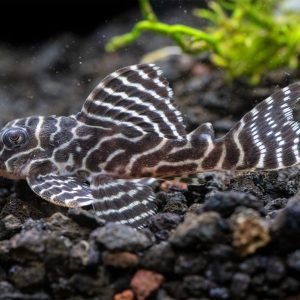 Hypancistrus seideli. (L333) King Tiger Pleco