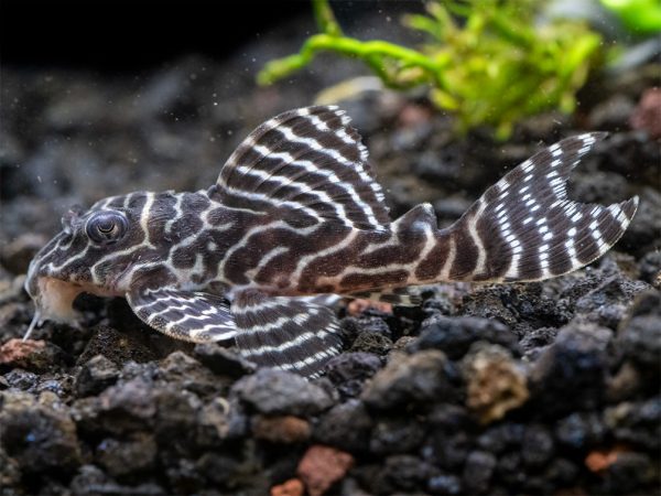 Hypancistrus seideli. (L333) King Tiger Pleco - Image 2